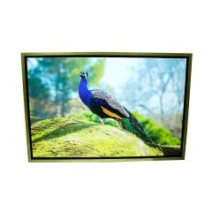 Canvas Peacockv Picture Frame 90x60cm