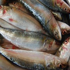 Sardine Fish 1kg