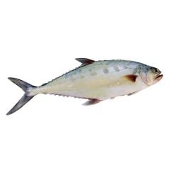 Laslas Fish Small 500g