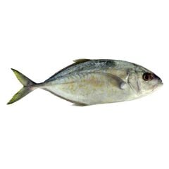 Jashah Fish Big 1kg