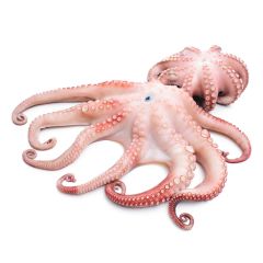 Octopus Fish 500g